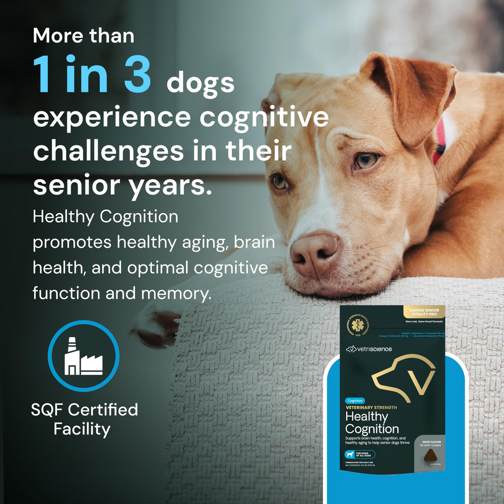 Packaging box of VetriScience Healthy Cognition Chews for aging dogs.
