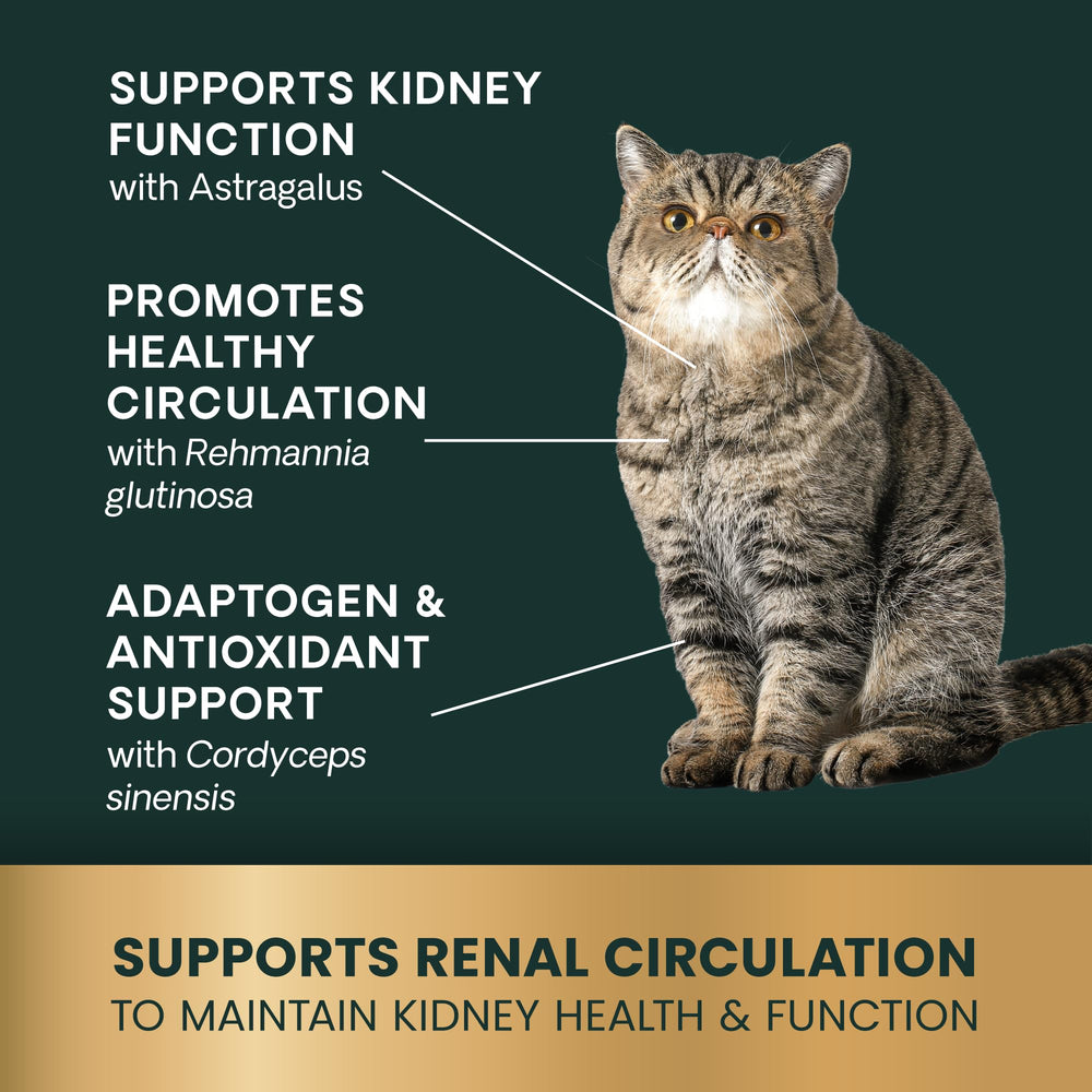 Cat enjoying a Kidney Health chew during treat time.