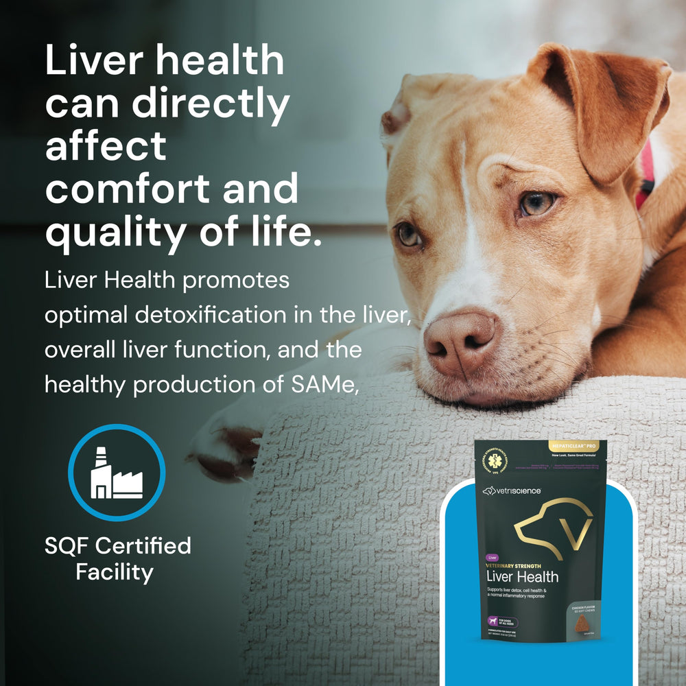 Dog near treats emphasizes palatability and everyday use.