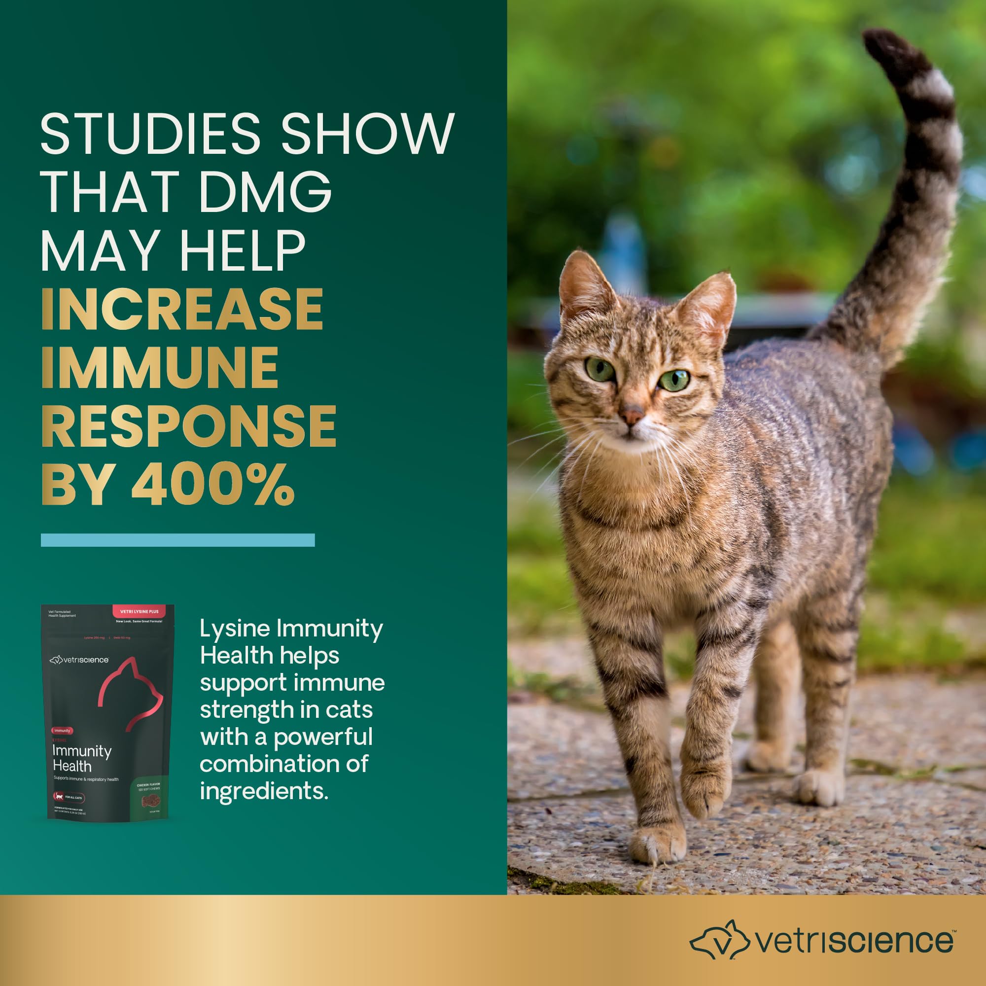Cat enjoying a Lysine Immunity Health chew during daily routine for immune support.