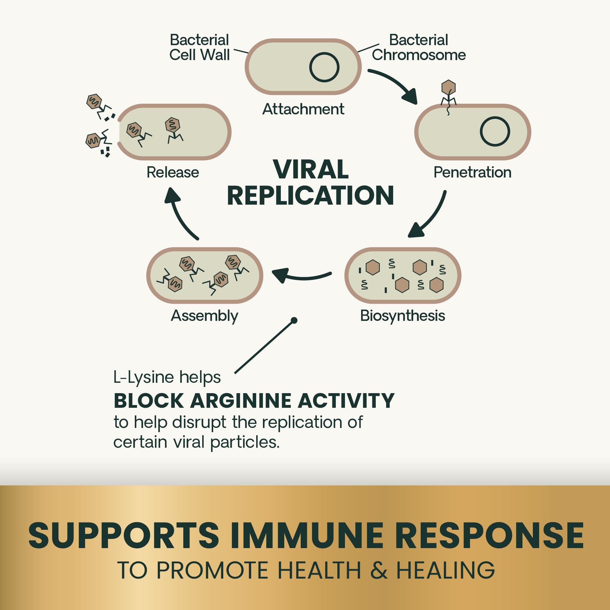 Ingredient focus on DMG and L-lysine for tissue repair and immune support.