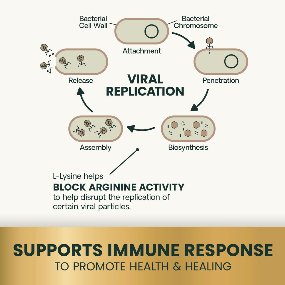 Ingredient focus on DMG and L-lysine for tissue repair and immune support.