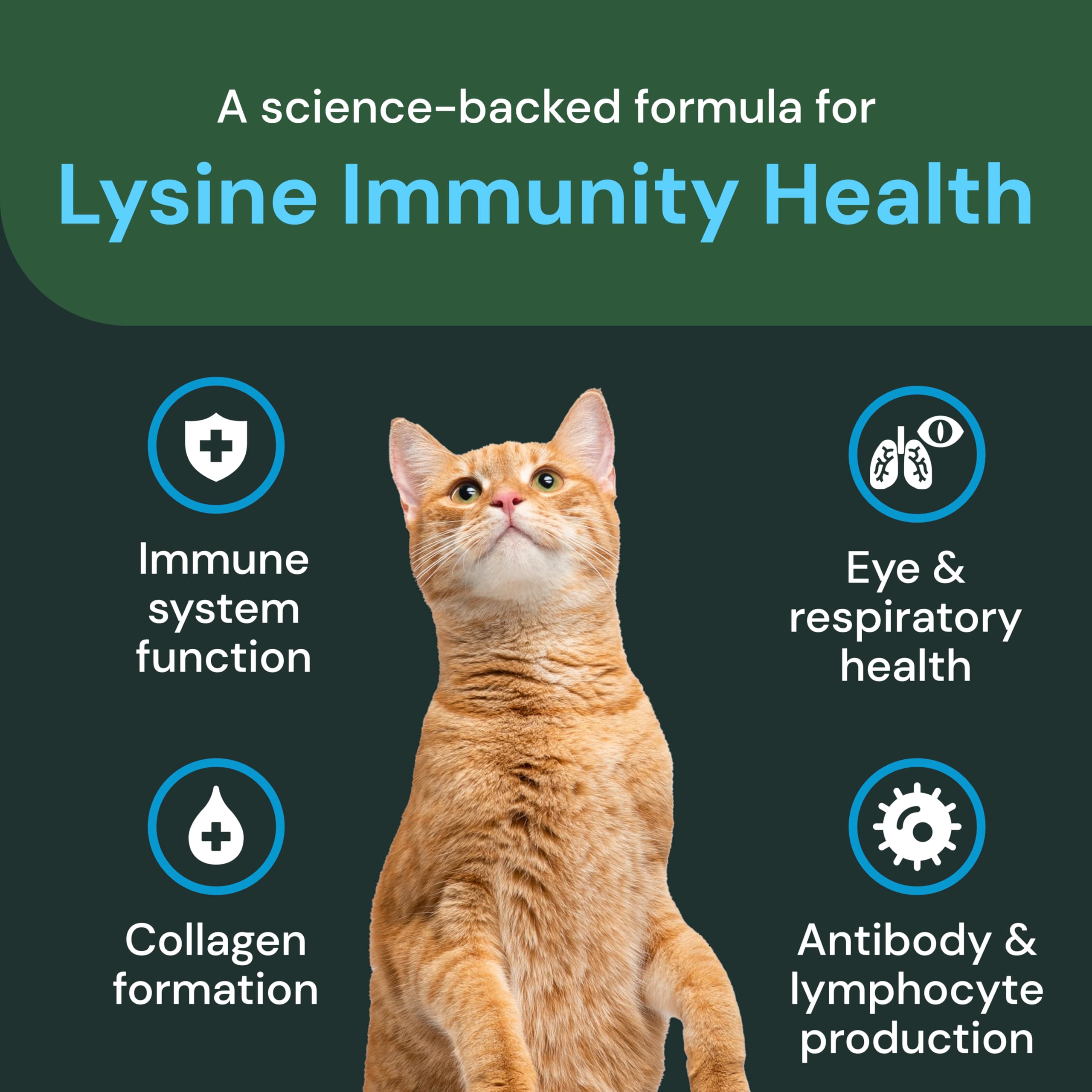 VetriScience Lysine Immunity Chews texture close-up shows palatable chew.