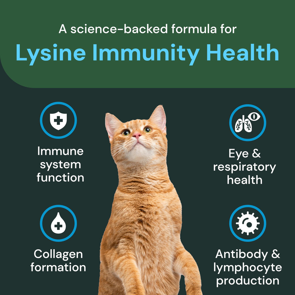 VetriScience Lysine Immunity Chews texture close-up shows palatable chew.