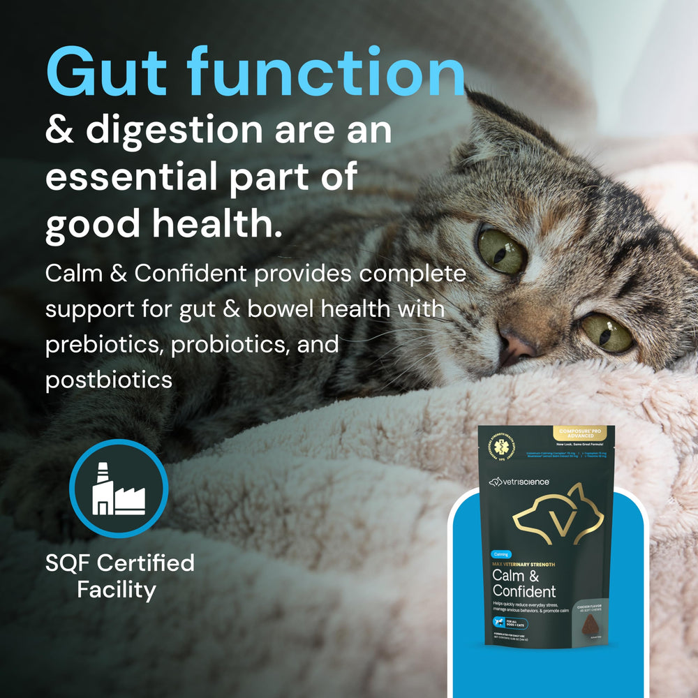 VetriScience Calm & Confident chews tin open reveals chew texture and bite