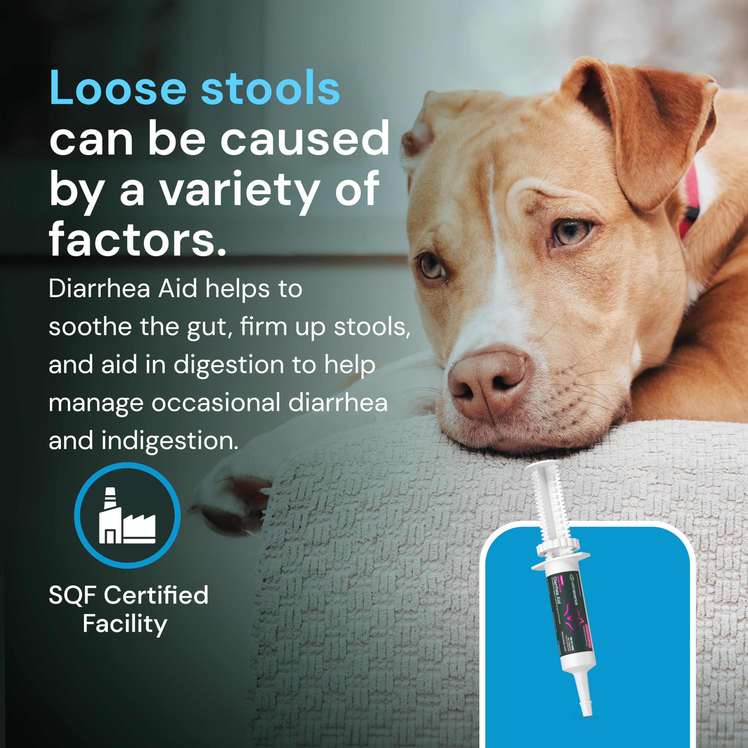 Owner administers VetriScience paste to improve gut balance before meals.