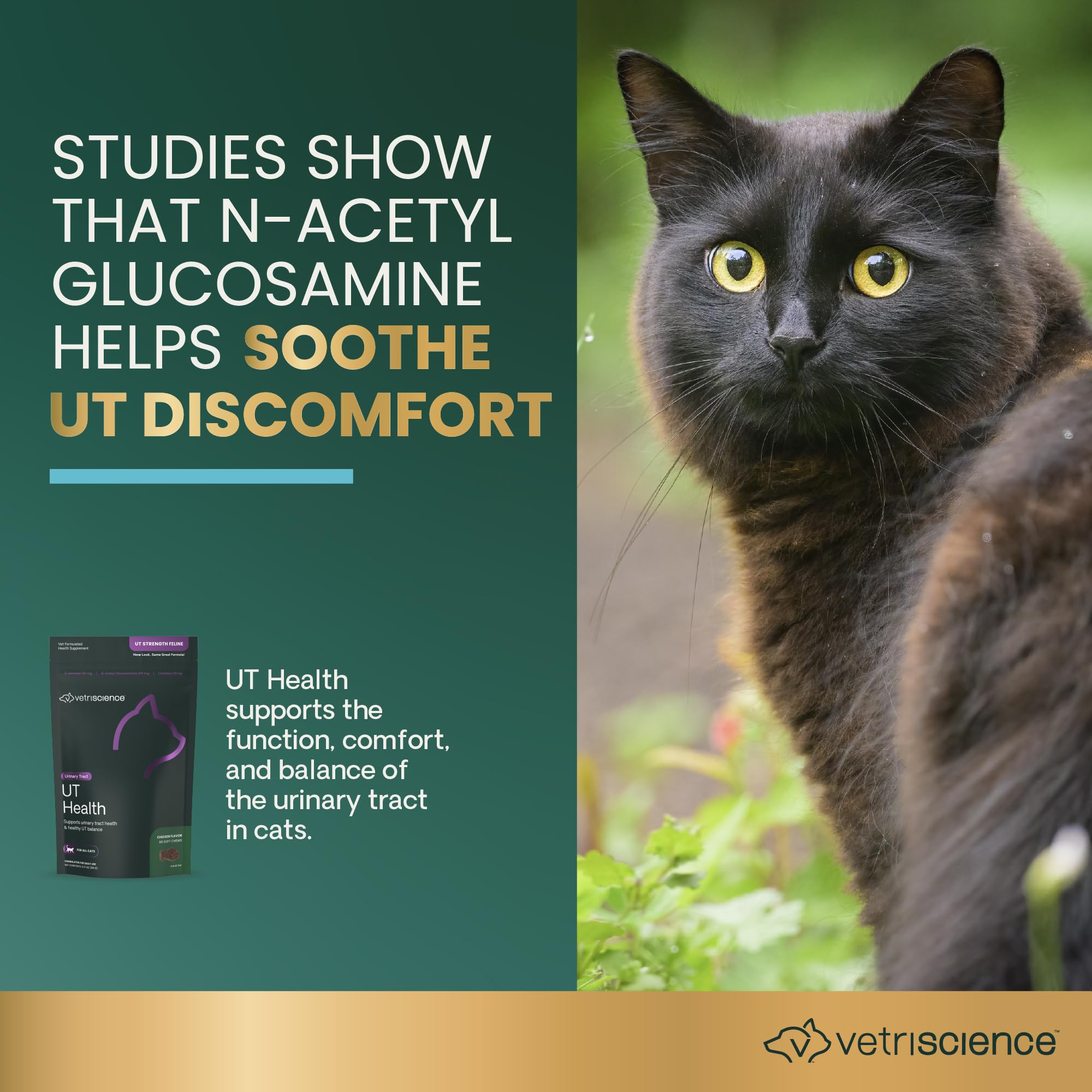 Cat enjoying VetriScience UT Health Chews as a tasty daily treat.