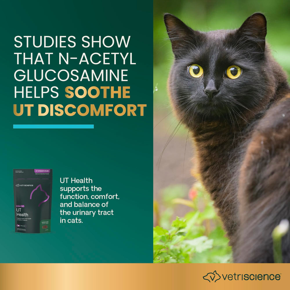 Cat enjoying VetriScience UT Health Chews as a tasty daily treat.