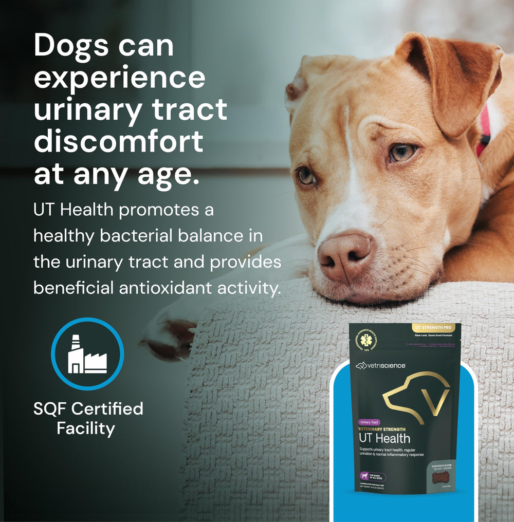 Dog enjoying VetriScience UT Health Chews with chicken liver flavor
