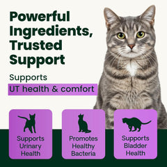 VetriScience UT Health scoop ready to sprinkle into cat bowl for easy serving.