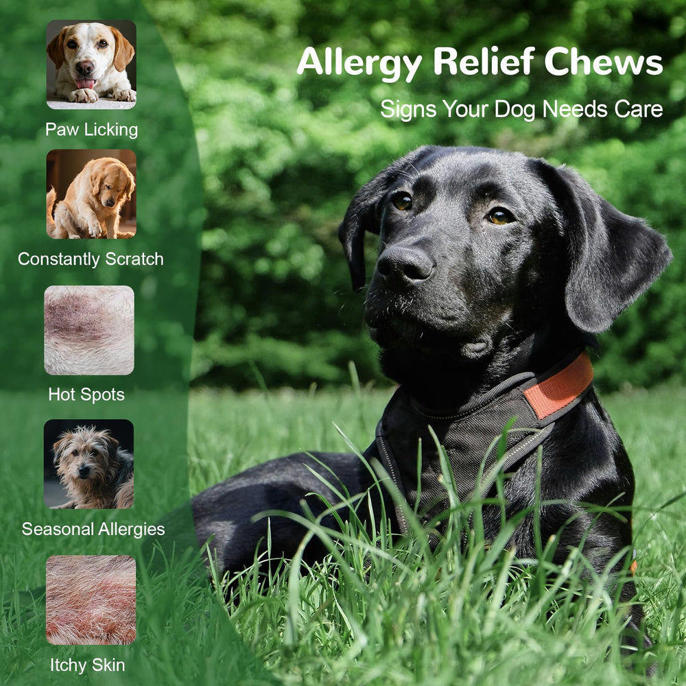 Vetriuntrix Dog Allergy Chews close-up on paws suggests soothing relief.