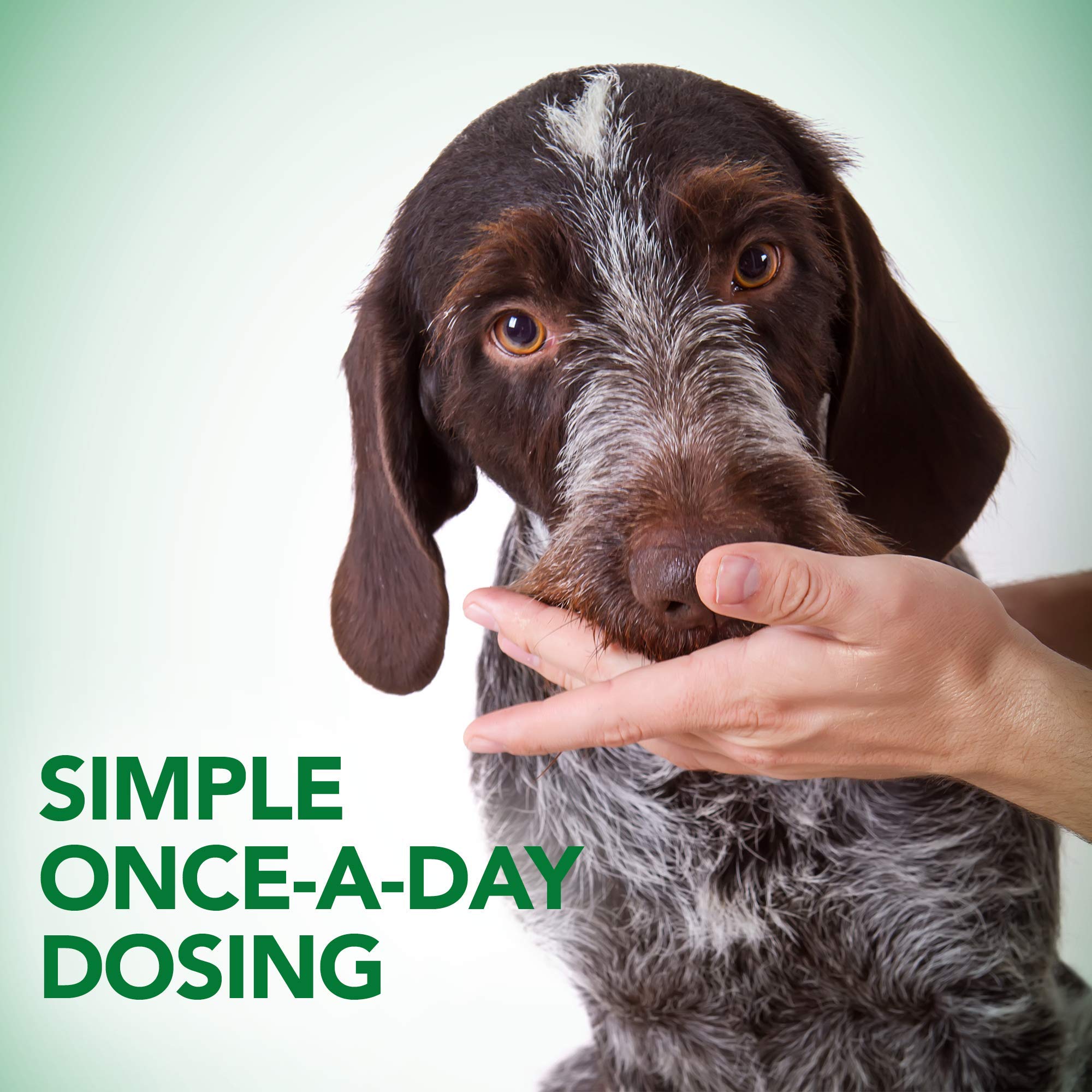 Dog enjoying Vet's Best Probiotic Soft Chews during a meal