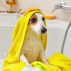 Vet's Best medicated shampoo bottle showing tea tree oil and aloe vera for soothing skin.