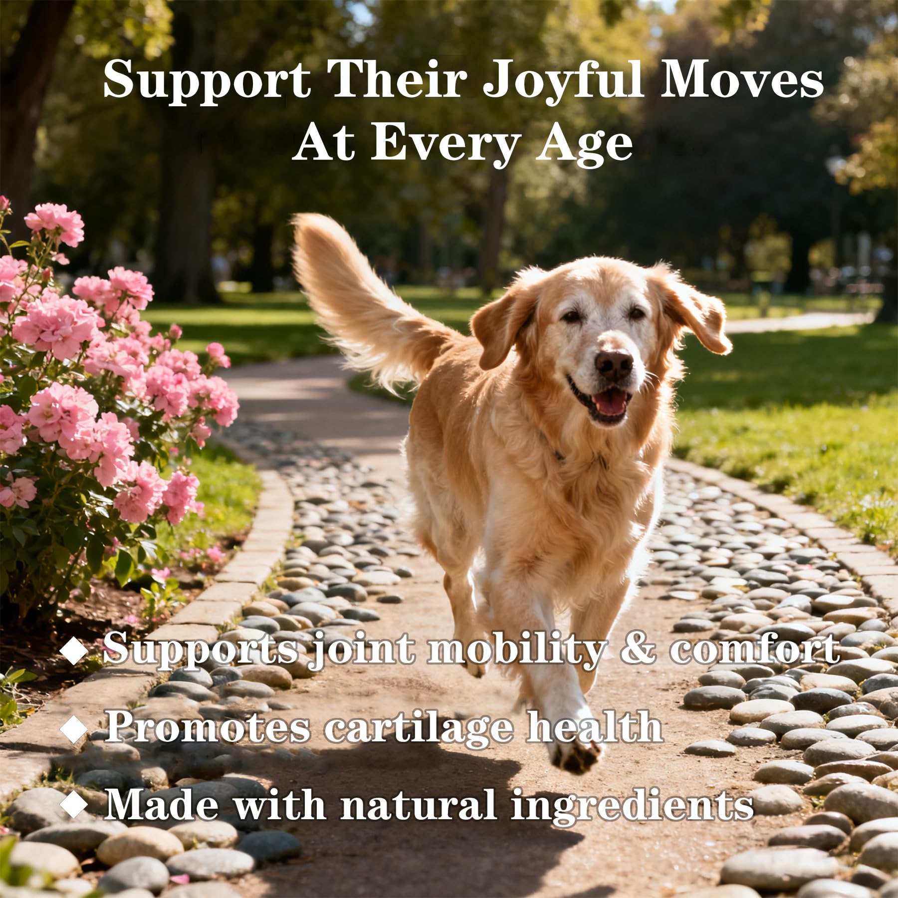Active dog enjoying a run with Vialoe chews as part of daily care.