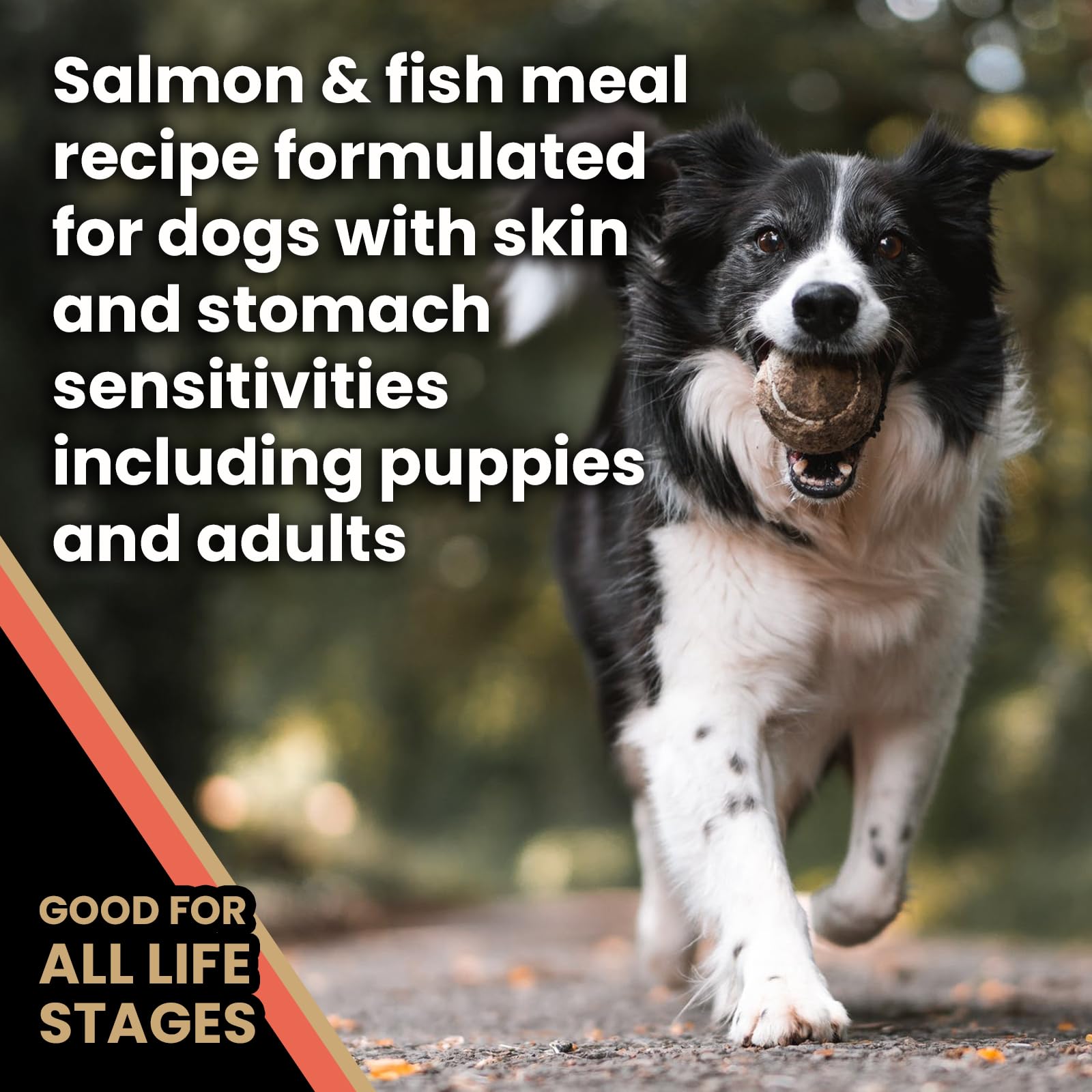 VICTOR kibble in a bowl alongside a paw, gut-friendly probiotics.