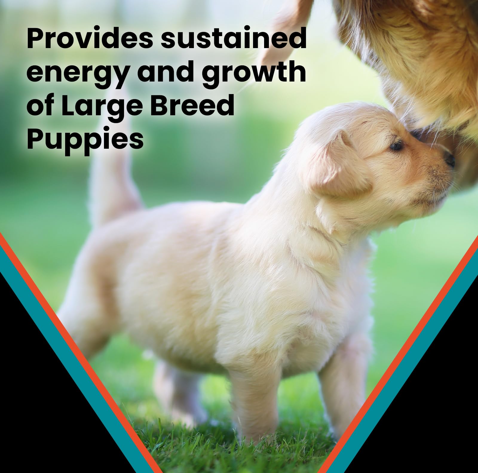 VICTOR Classic Hi-Pro Plus serving bowl ready for daily meals
