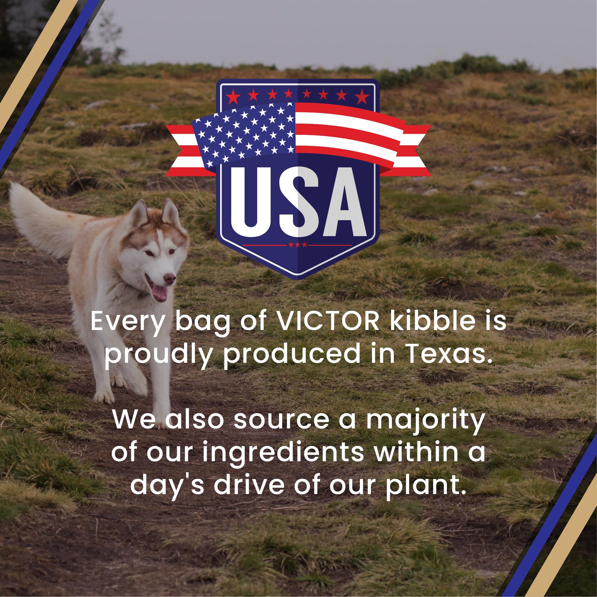 VICTOR dog coat looks shiny after feeding Select Beef Meal formula.