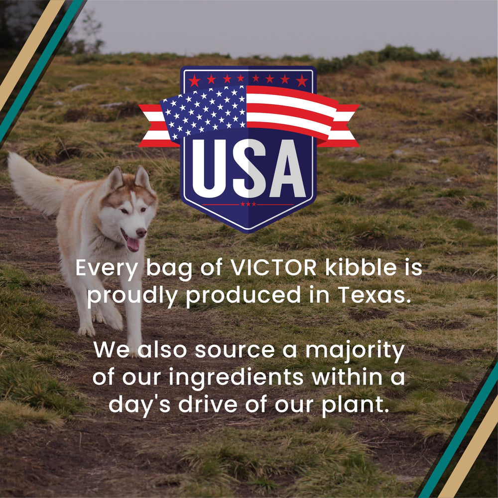 VICTOR Hi-Pro Plus dog enjoying a meal with high-energy focus