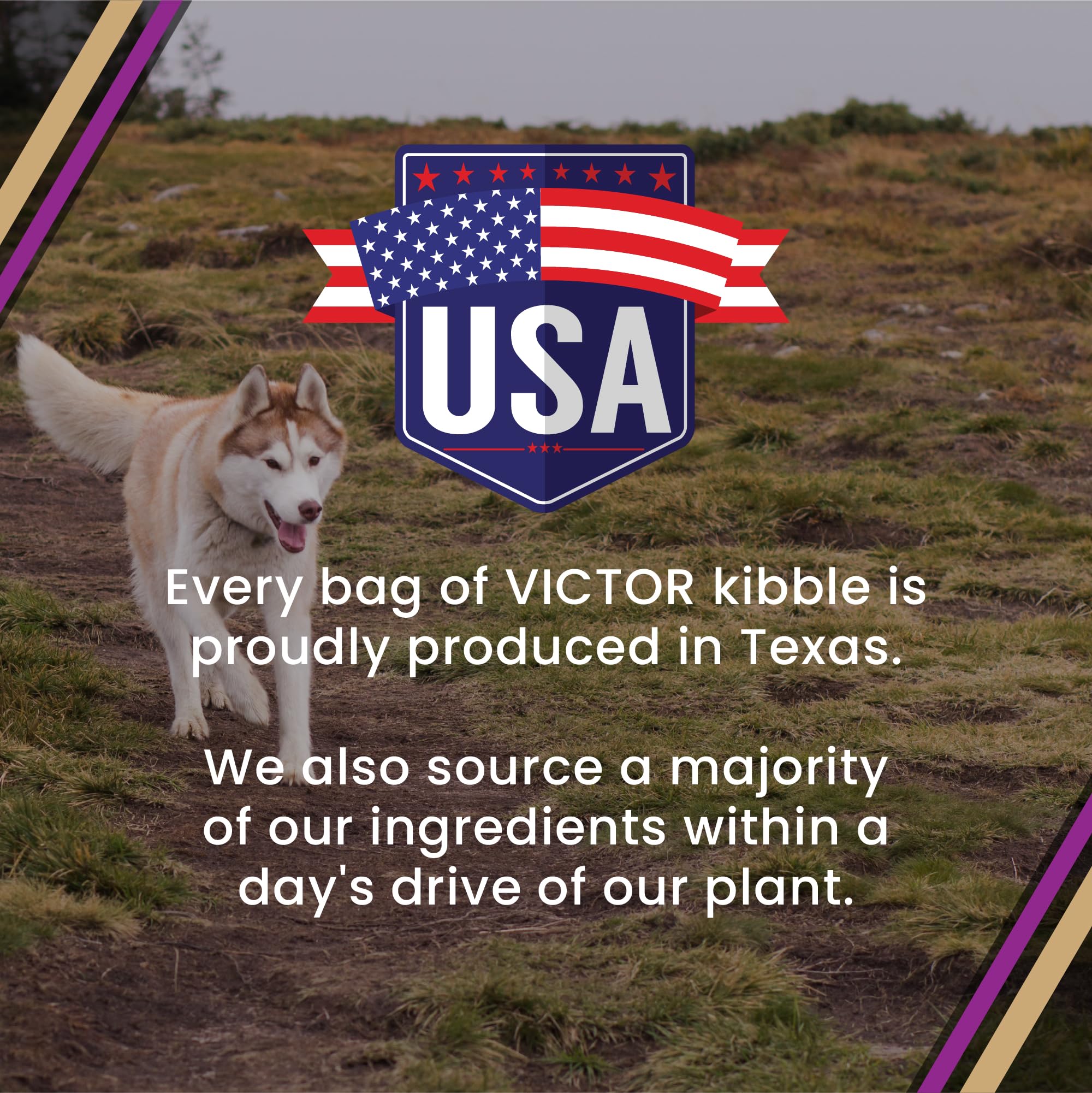 High energy post meal activity of dogs enjoying Victor kibble