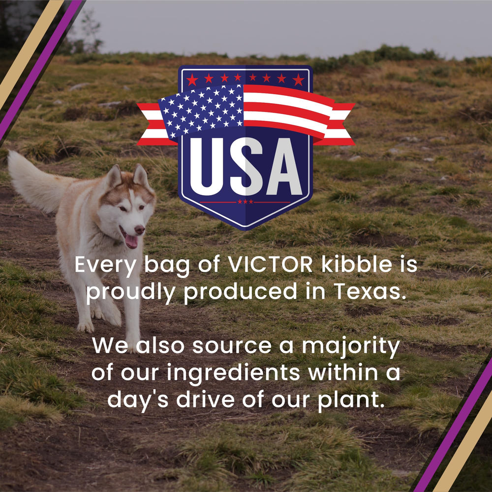 High energy post meal activity of dogs enjoying Victor kibble