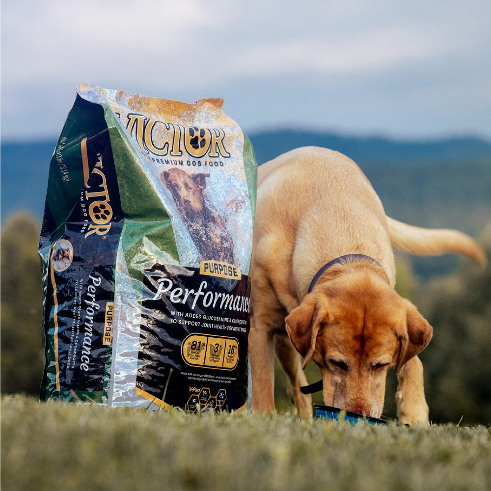 VICTOR Performance kibble in a bowl ready for active daily meals.