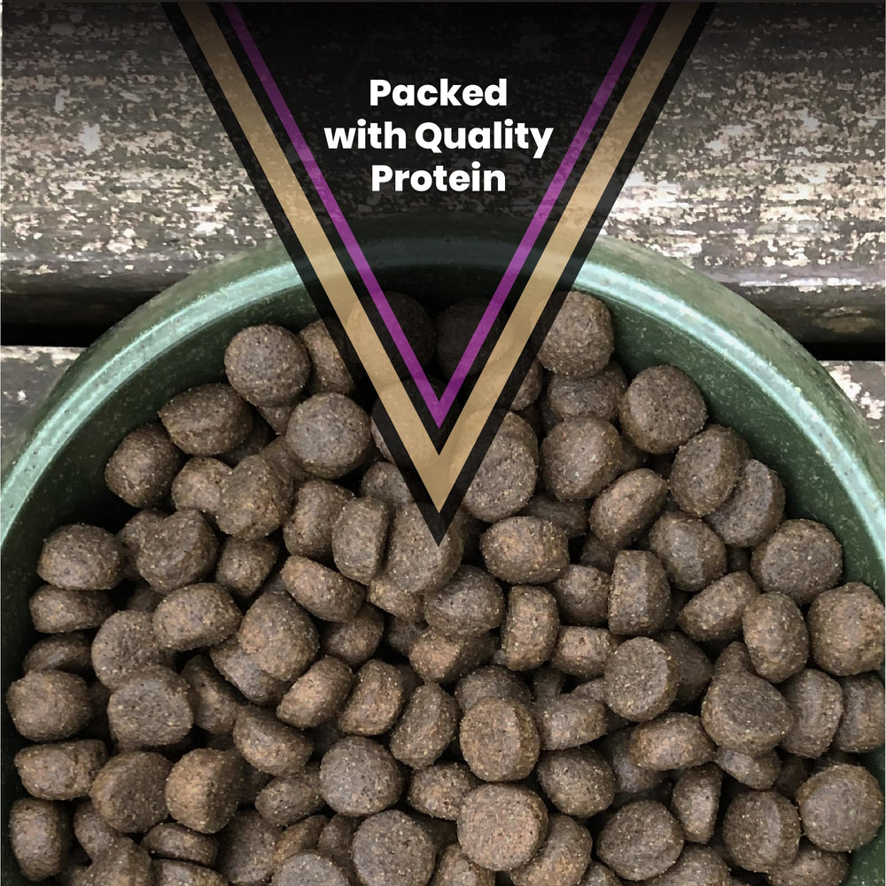 VICTOR kibble served in a bowl to show energy-dense meal for active dogs
