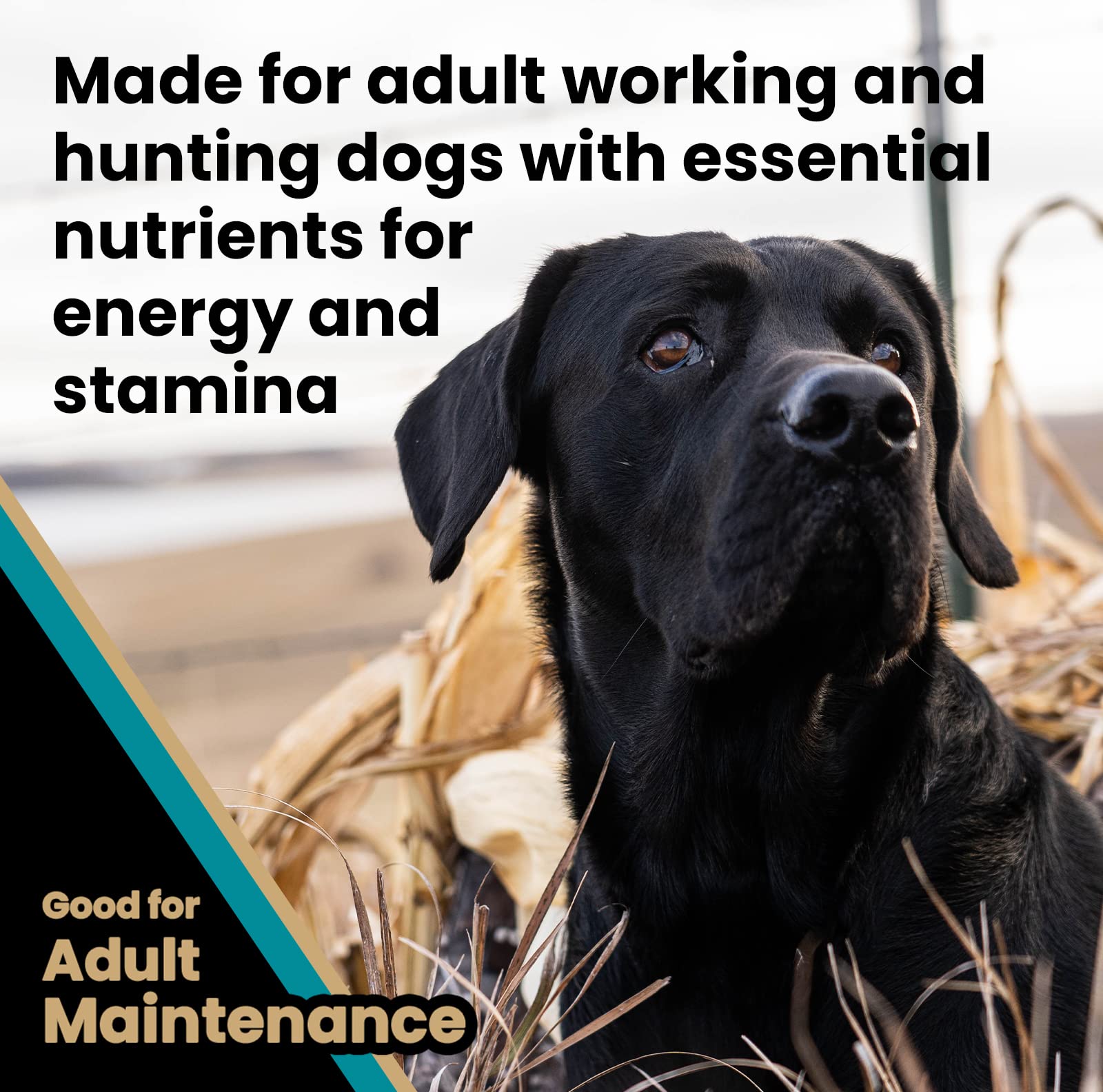 Active field dog enjoying MAX-5 PRO during hunting practice.