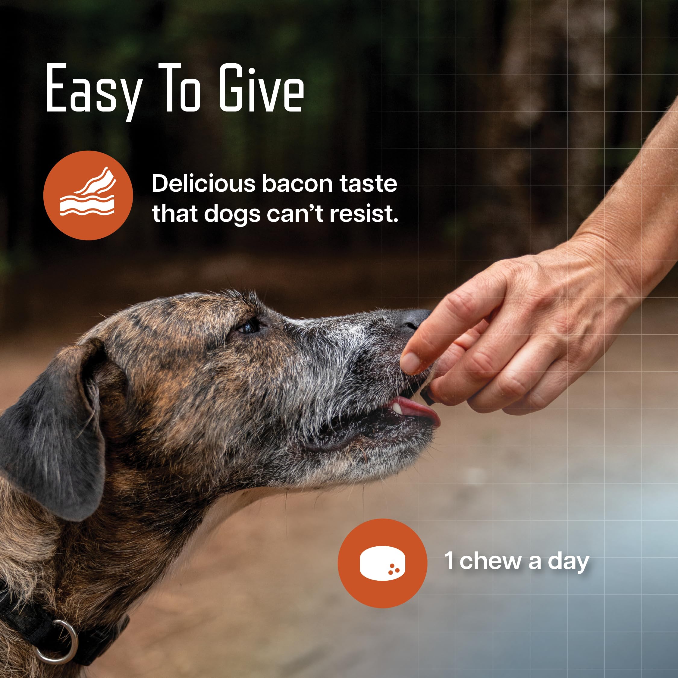 Senior dog walking with URSOLYX Soft Chews in daily routine.