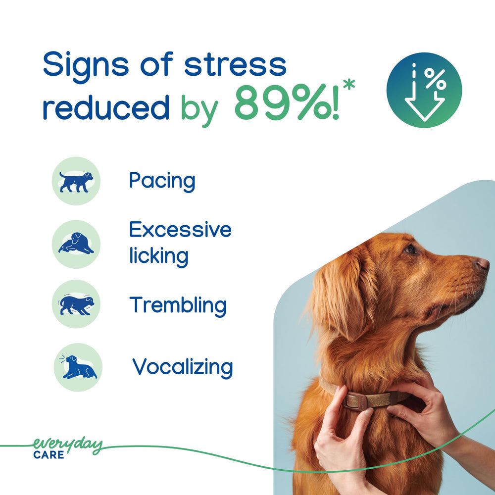 Virbac ZENIDOG collar worn by a dog demonstrating consistent calming effect in daily life.