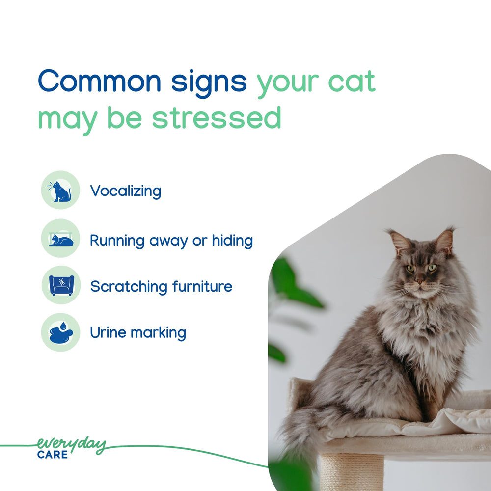 Calm cat environment after Virbac ZENIFEL use reduces unwanted behaviors.
