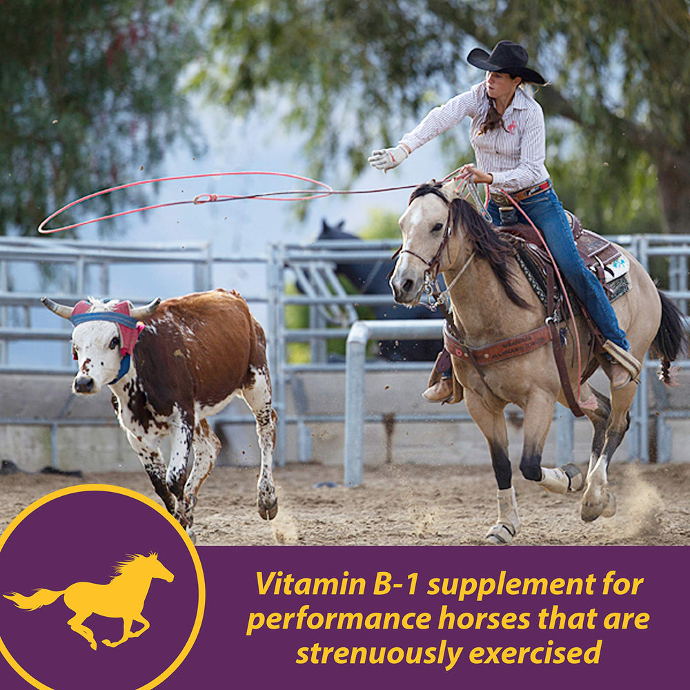 Vita B-1 Crumbles supports horse muscle health during training sessions