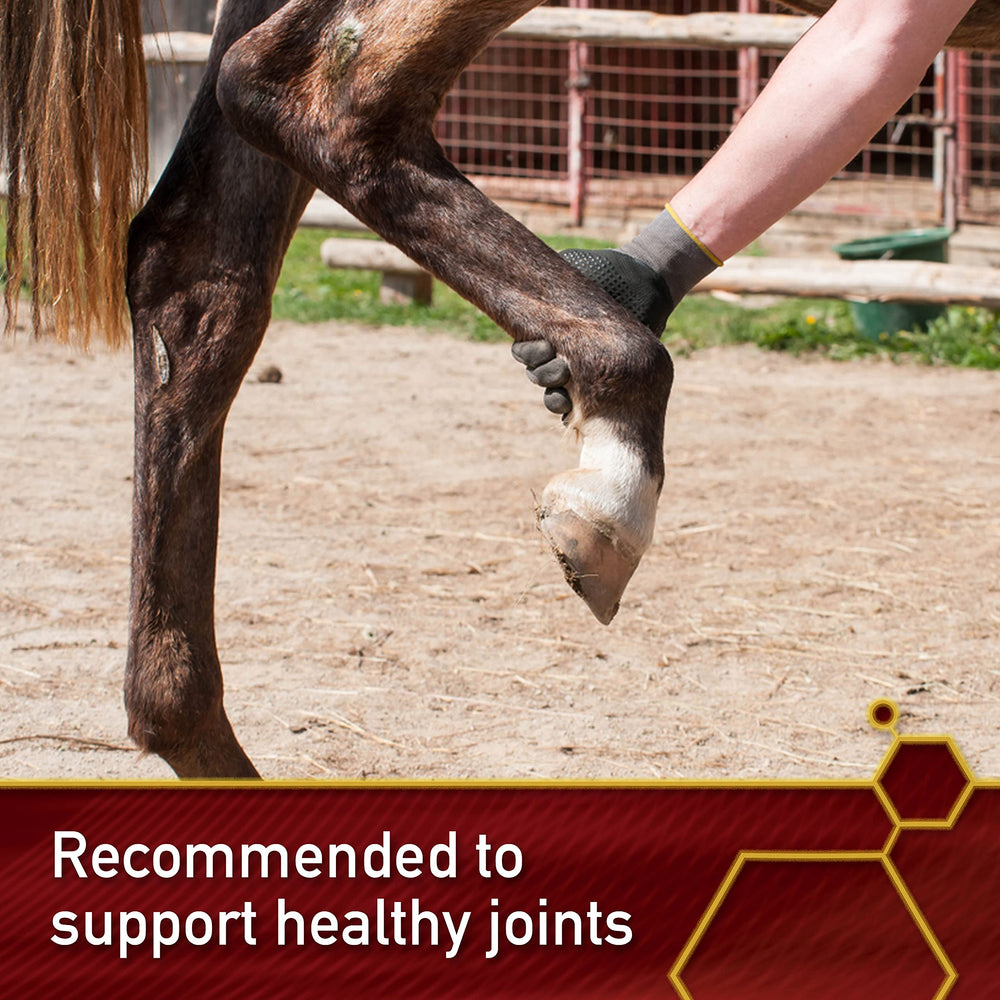 Vita Flex MSM Ultra Pure Joint Supplement for horses supports flexibility during training.