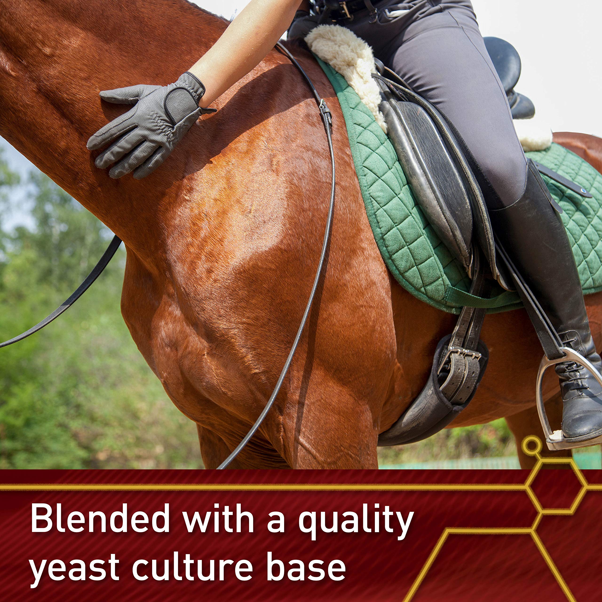 Vita Flex Pro E & Selenium in-stable-barn demonstrates practical supplementation.