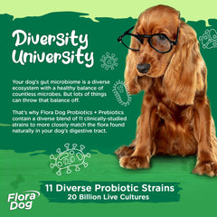 Close-up of Vital Planet Flora Dog Probiotics chew texture for daily support