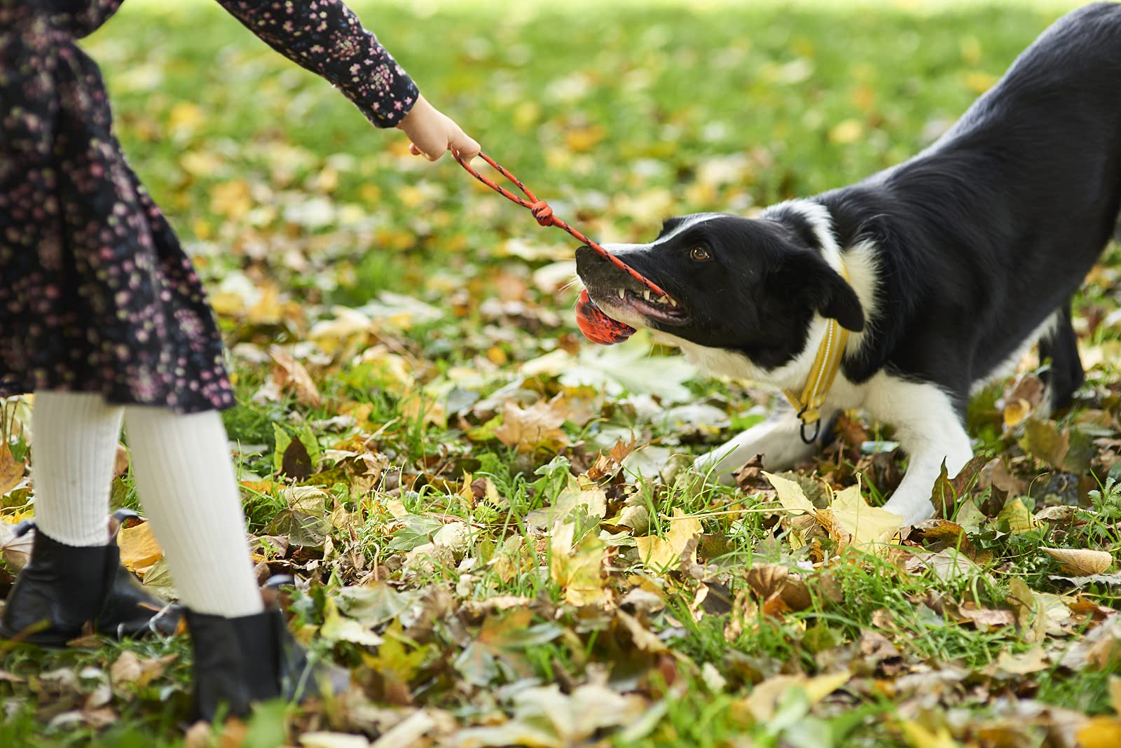 Vitalili fetch and tug toy supports active dogs during outdoor play.