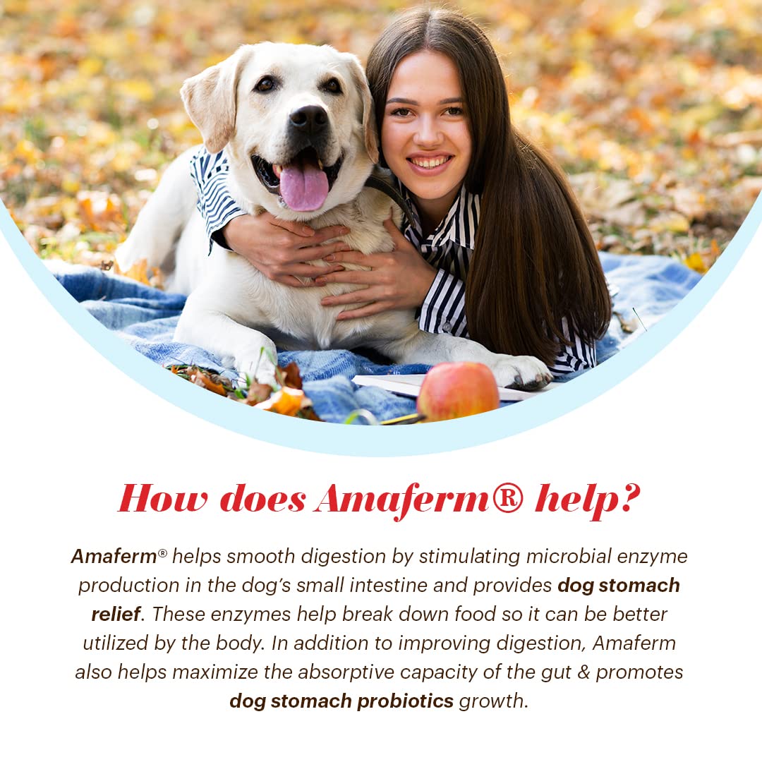 Vitalize Alimend K9 used by senior dog for comfortable digestion