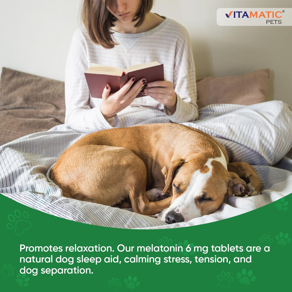 Relaxed dog with Vitamatic Melatonin during fireworks scene.