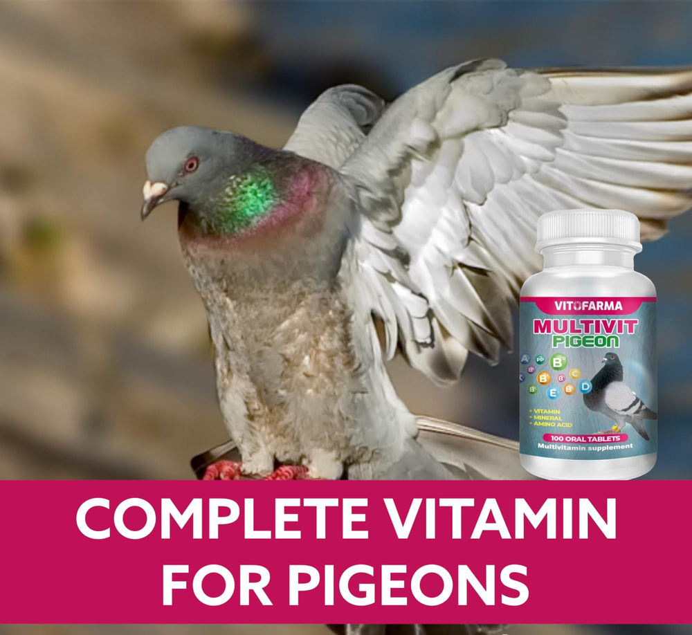 VITOFARMA Multivit Pigeon tablet being dosed for daily nutrition.