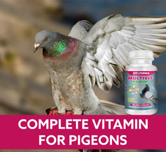 VITOFARMA Multivit Pigeon tablet being dosed for daily nutrition.