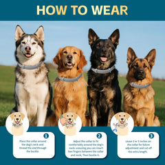 VivaElixir flea collar waterproof test—wearable during swimming and baths