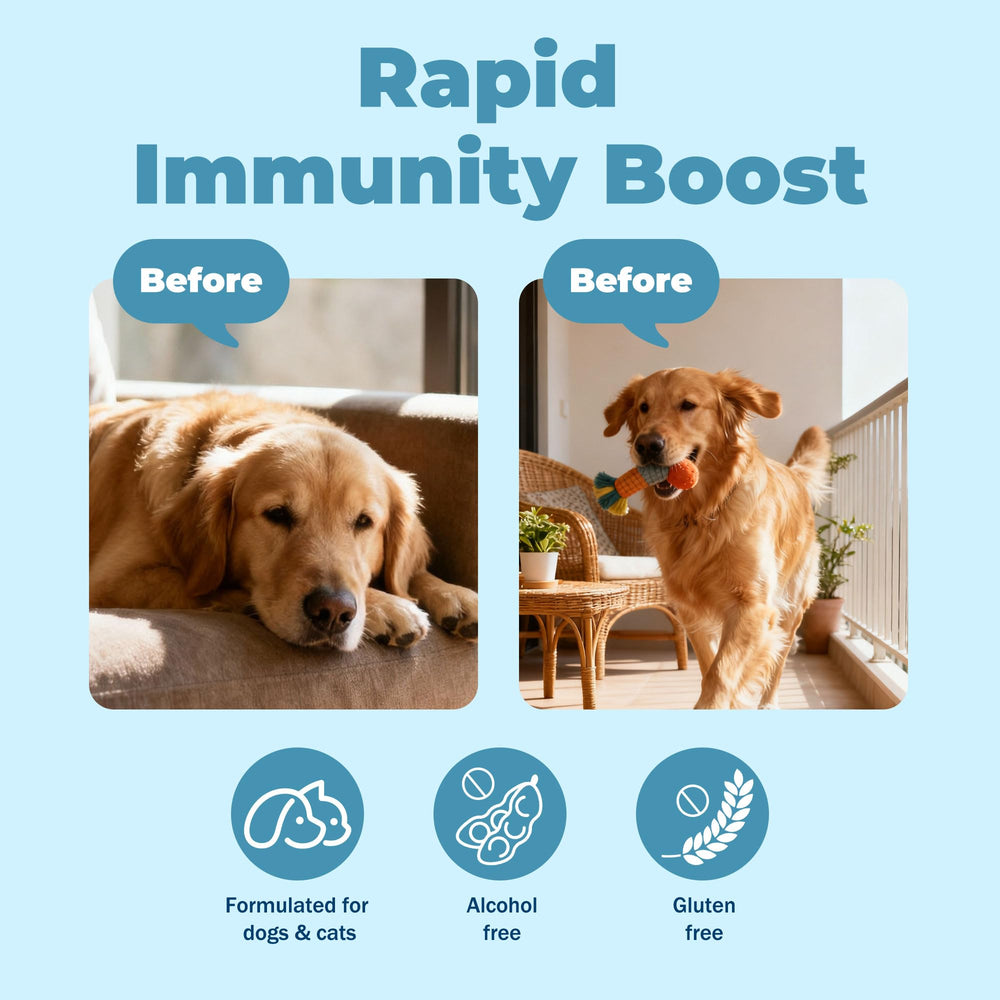 VivaElixir yeast infection ear care dog image illustrating ear comfort support