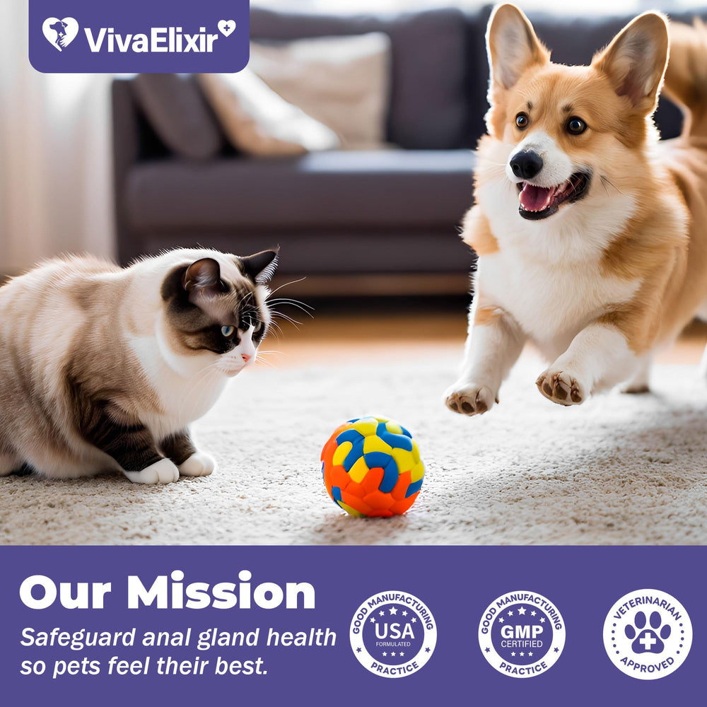 VivaElixir 3-pack bottle and chews illustrating gentle constipation relief for dogs.