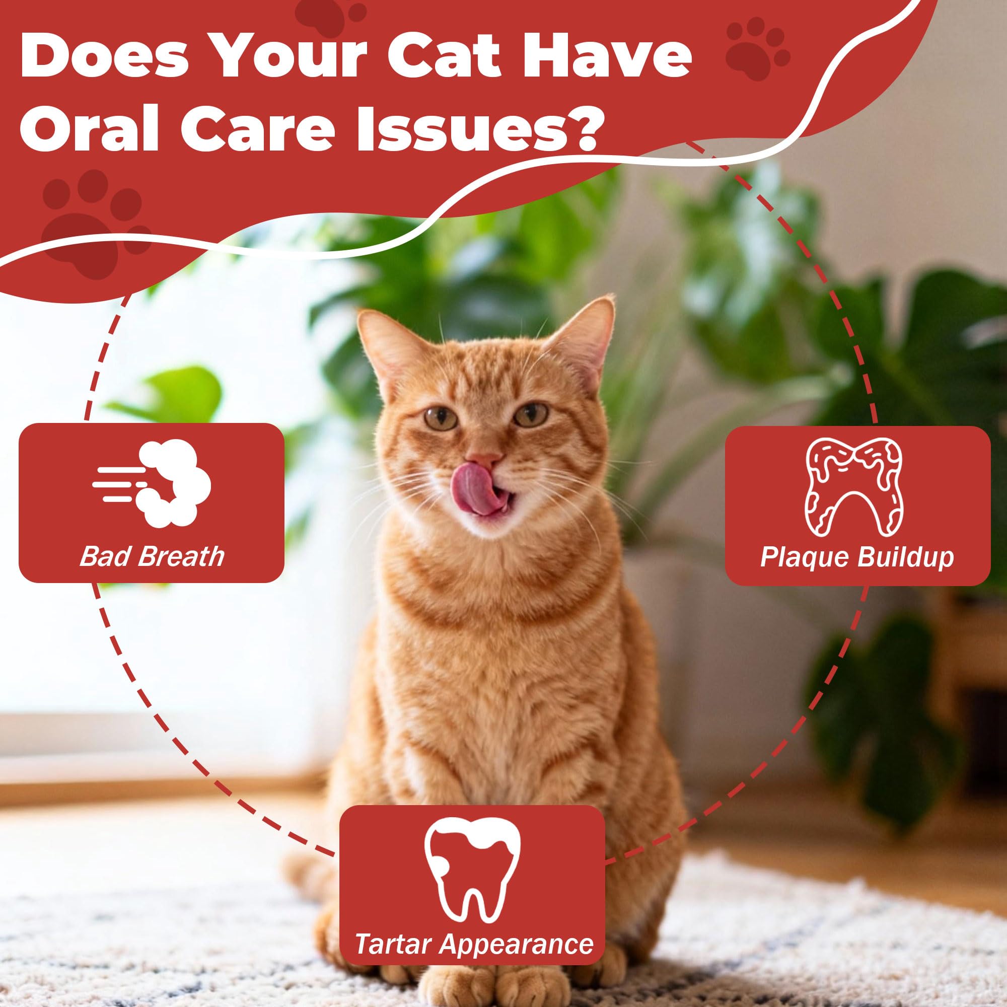VivaElixir packaging-box showcases a ready-to-use solution for cat oral care.