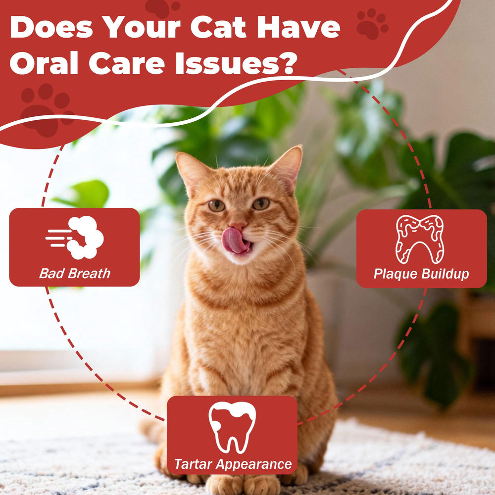 VivaElixir packaging-box showcases a ready-to-use solution for cat oral care.
