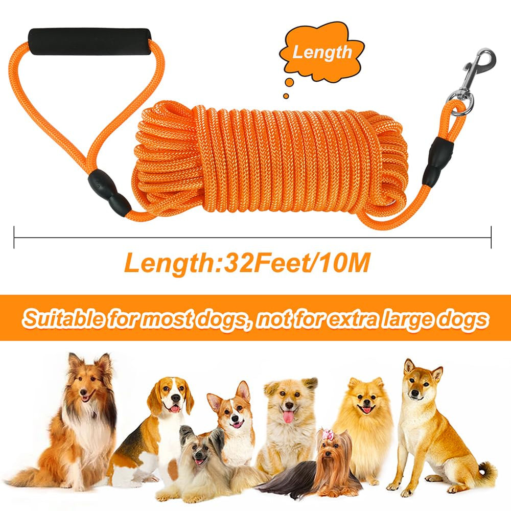 Vivifying orange leash on a hike improves visibility and control