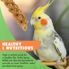 Vivlly amino-acid rich millet supports balanced bird nutrition.