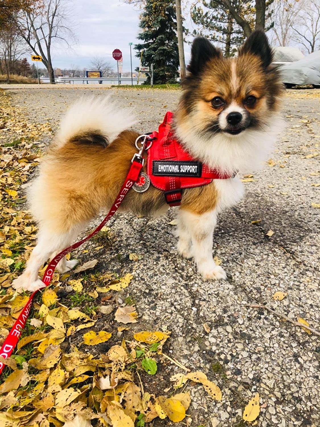 VOOPET XXS harness with soft oxford mesh keeps dogs cool and comfortable