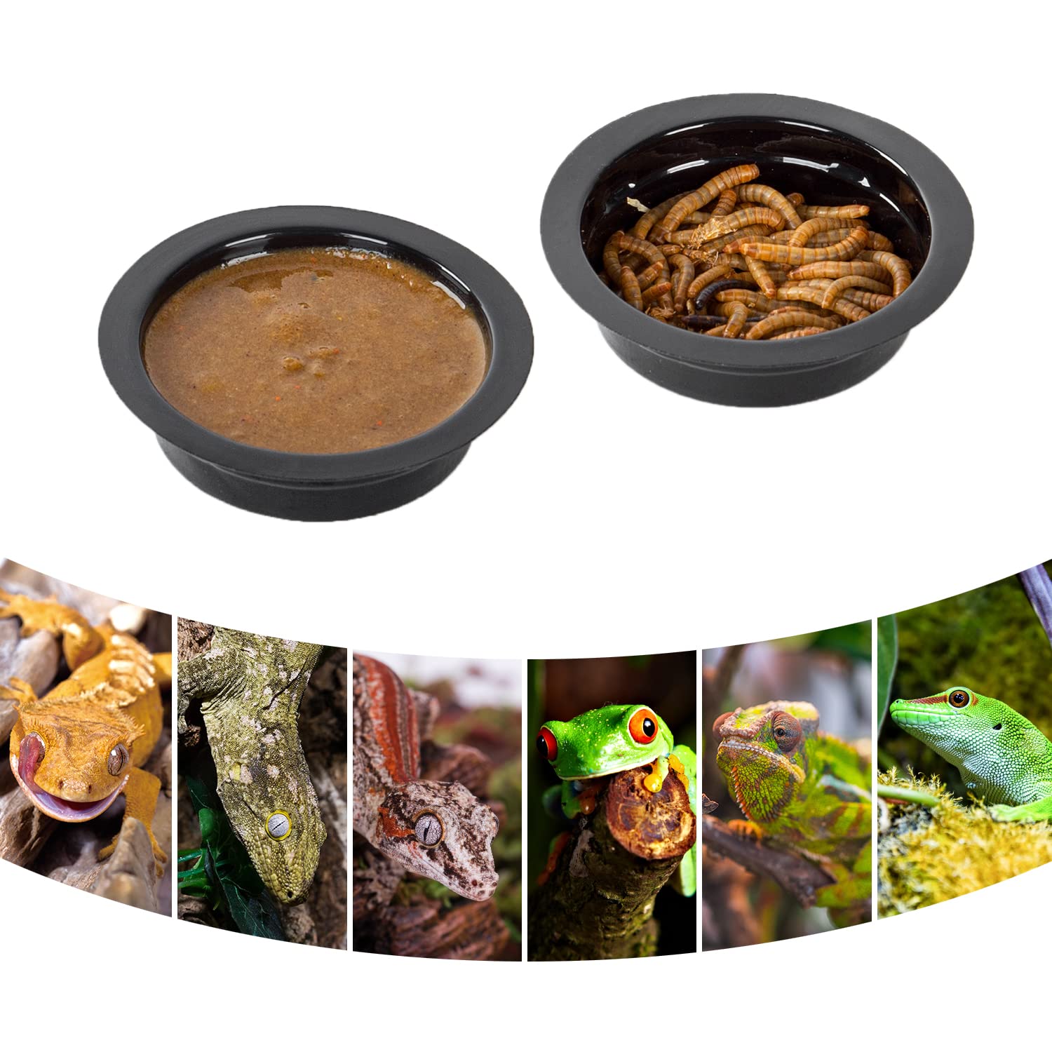 WACOOL ideal feeding solution for geckos, iguanas, and chameleons.