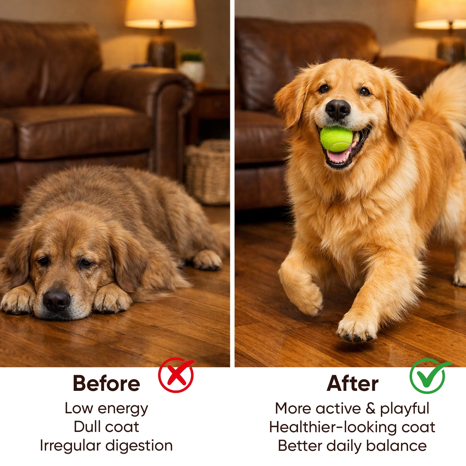 WAESKI DM-01 dog mealtime chews ready to boost daily routine