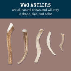 WAG elk antler chew, naturally shed, sourced from North American antlers.